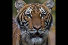 A Tiger at Bronx Zoo Tests Positive for COVID-19;  The Tiger and the Zoo’s Other Cats Are Doing Well at This Time